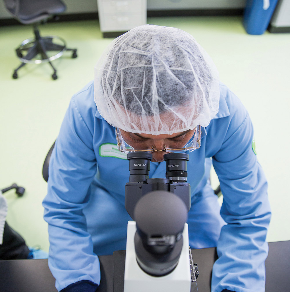 Employee Using a Microscope