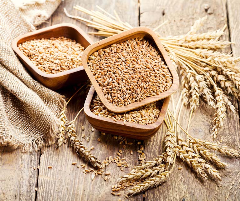 lúa mạch