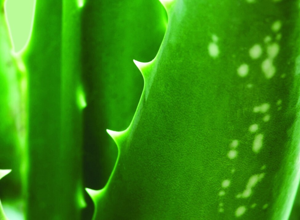 賀寶芙蘆薈系列